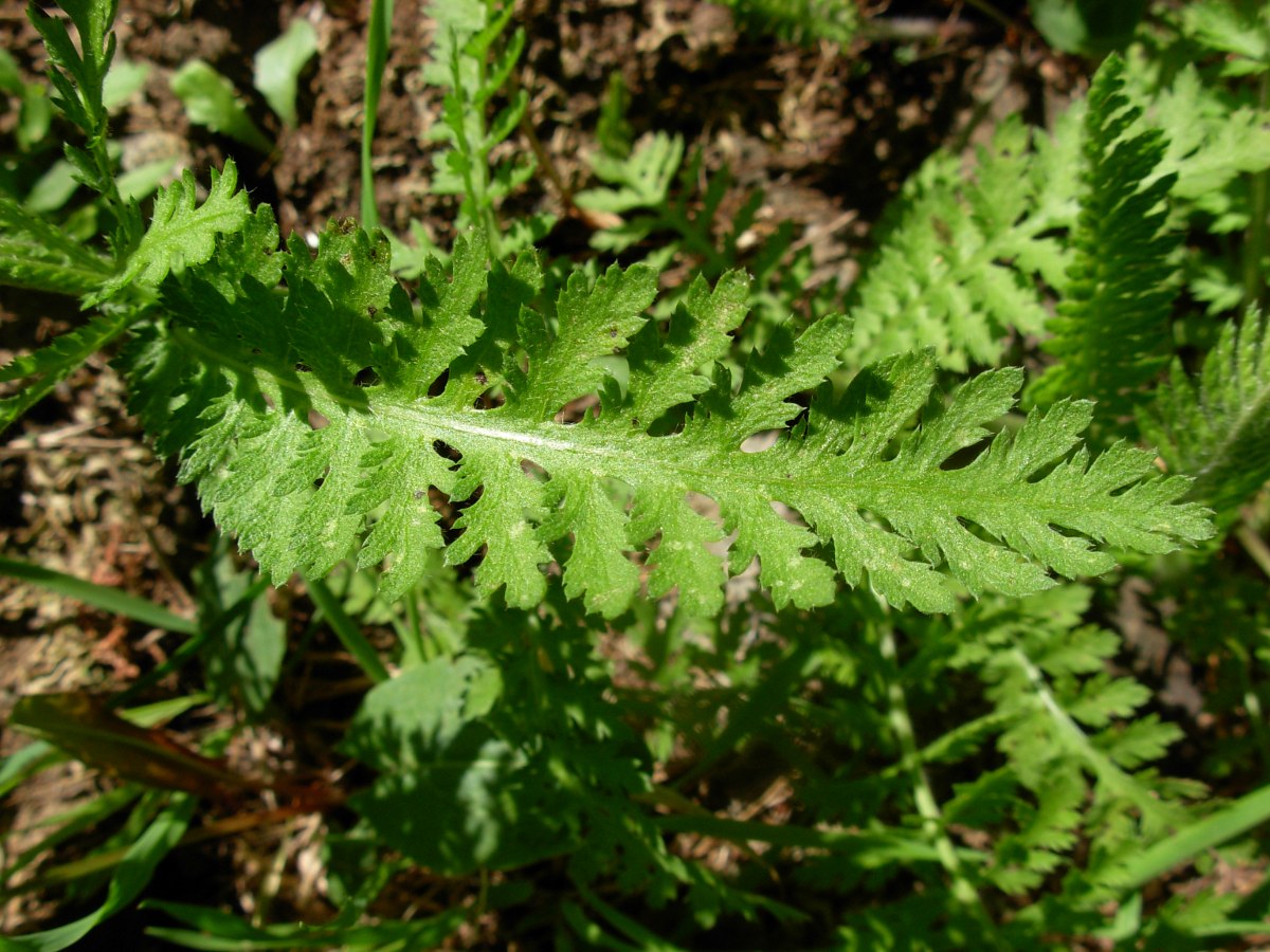 Achillea cfr. distans